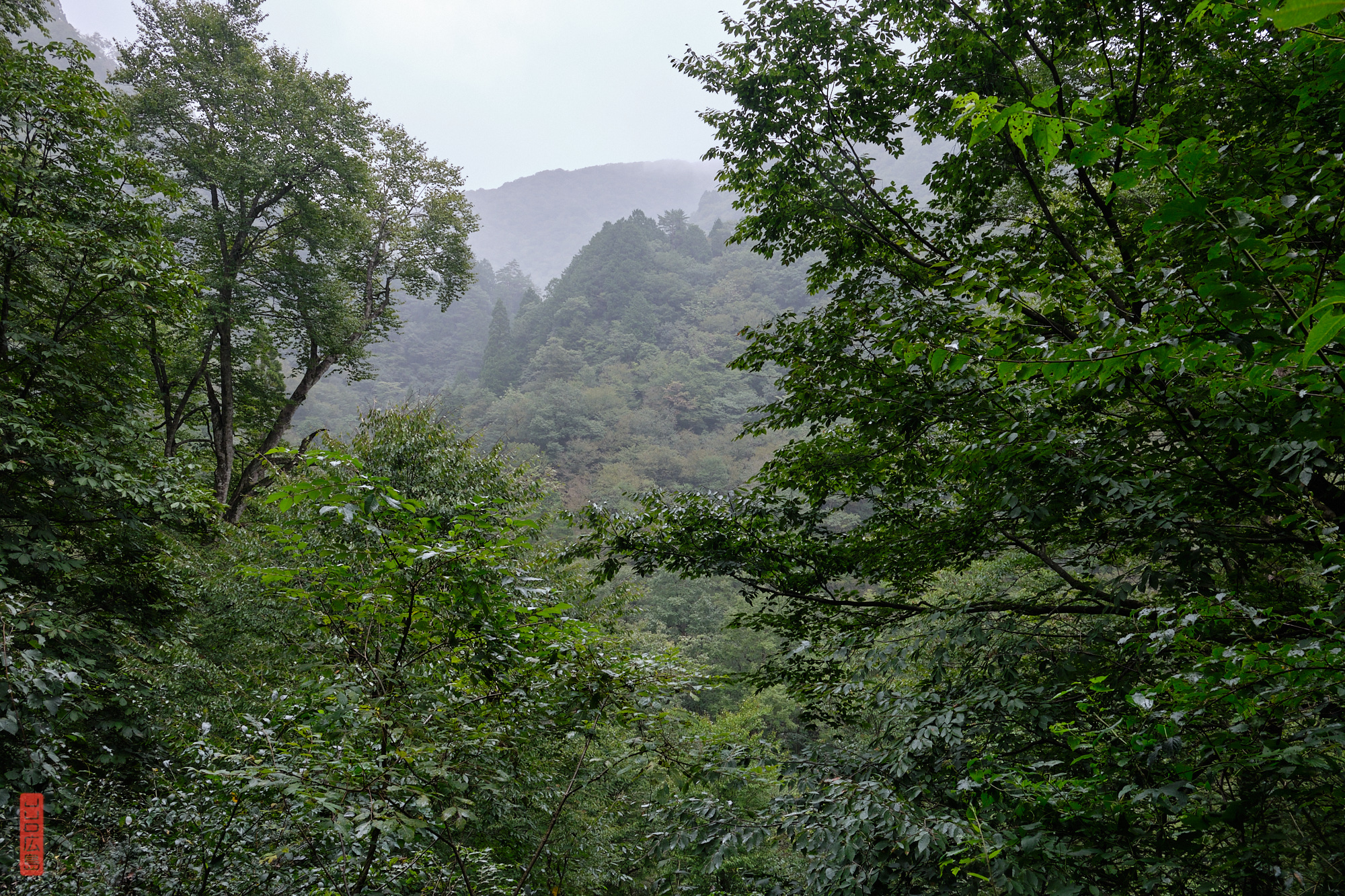 Sandankyo, sentier dans la forêt