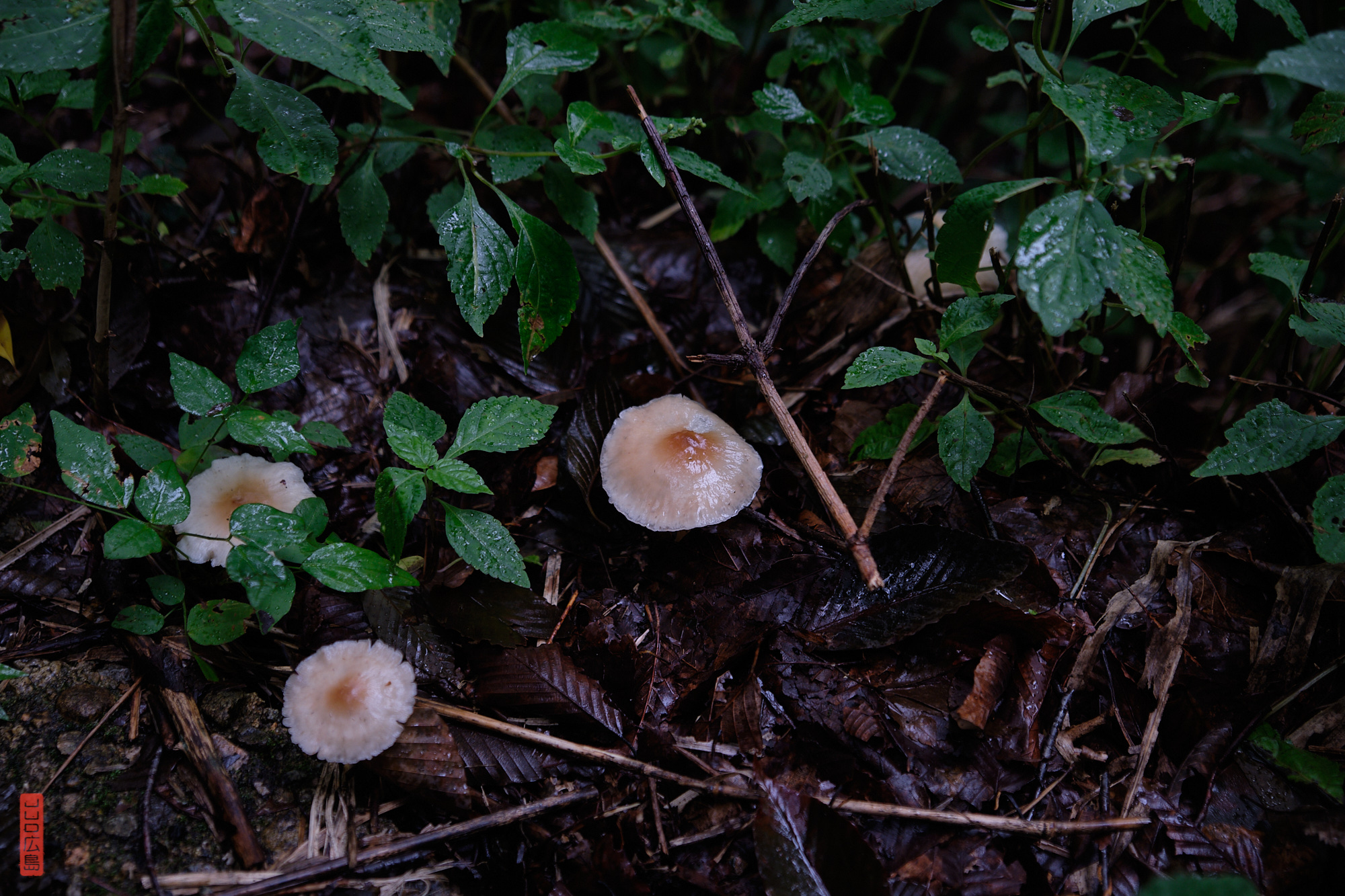 Sandankyo, champignons