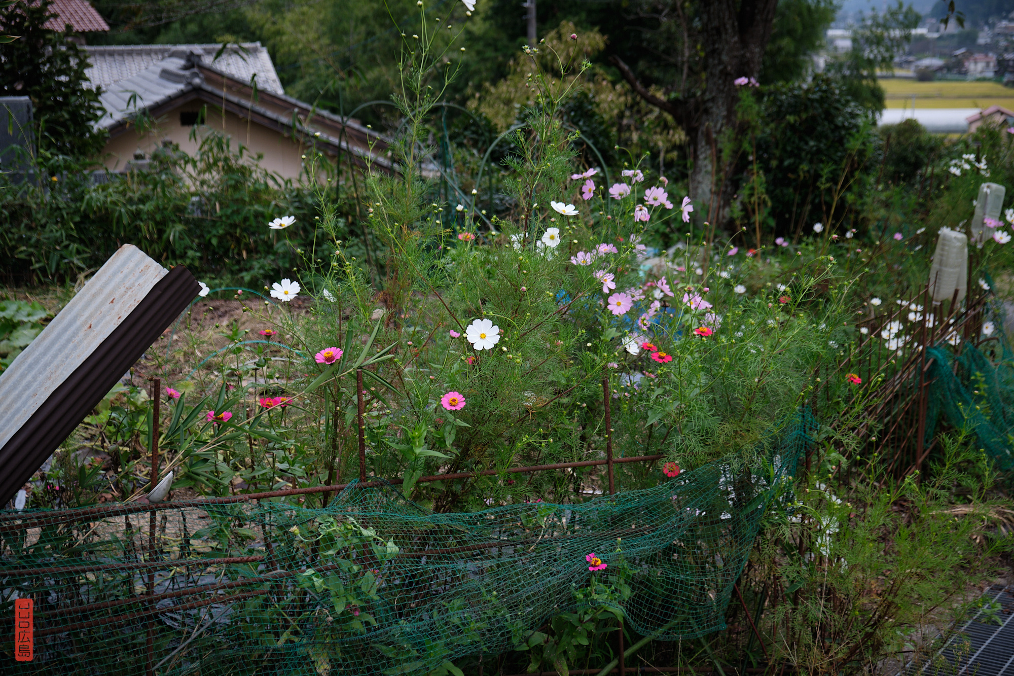 Cosmos au pied du Mont Shirakiyama, Hiroshima