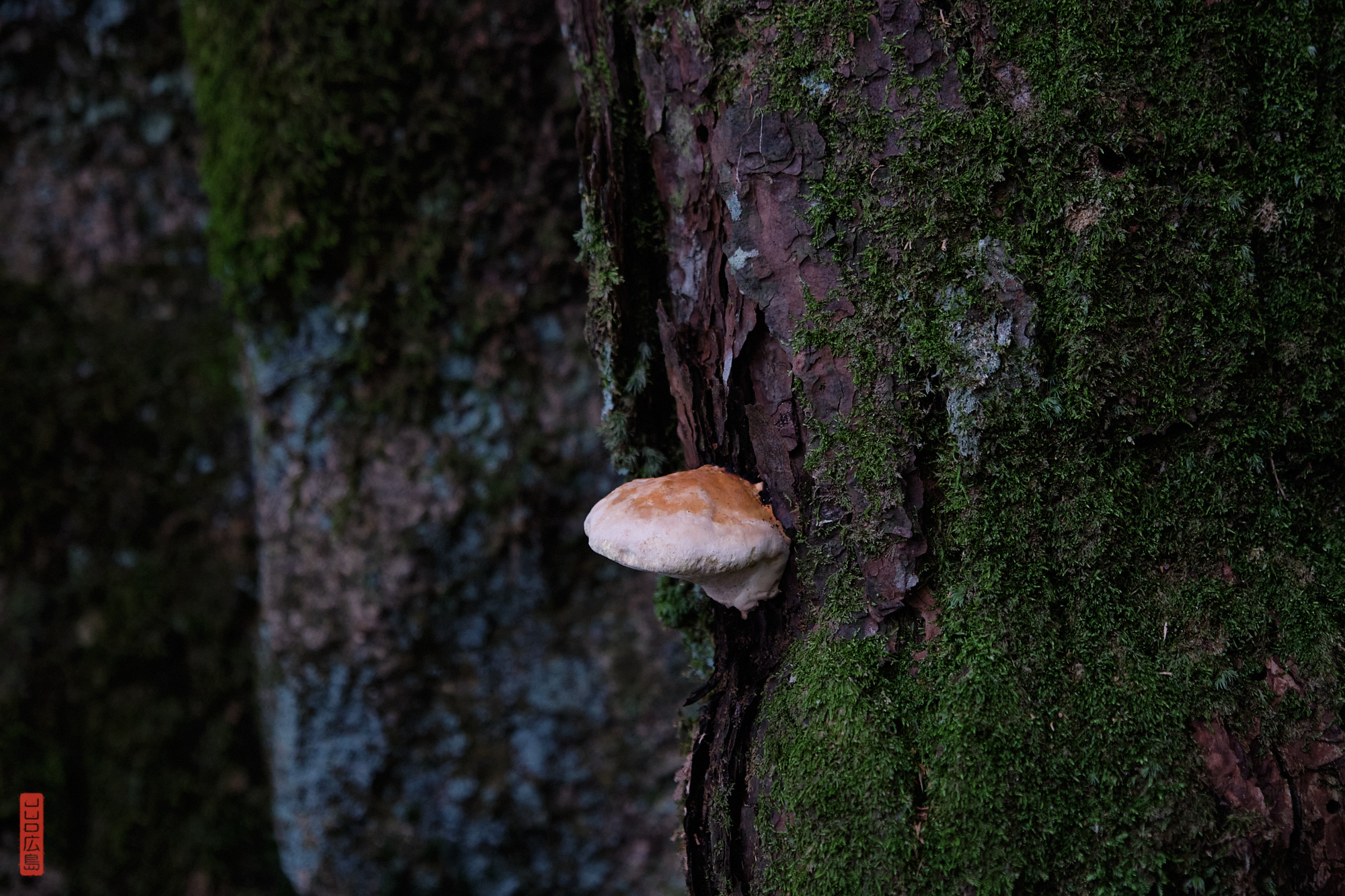 champignon, forêt primaire du chemin Omoto