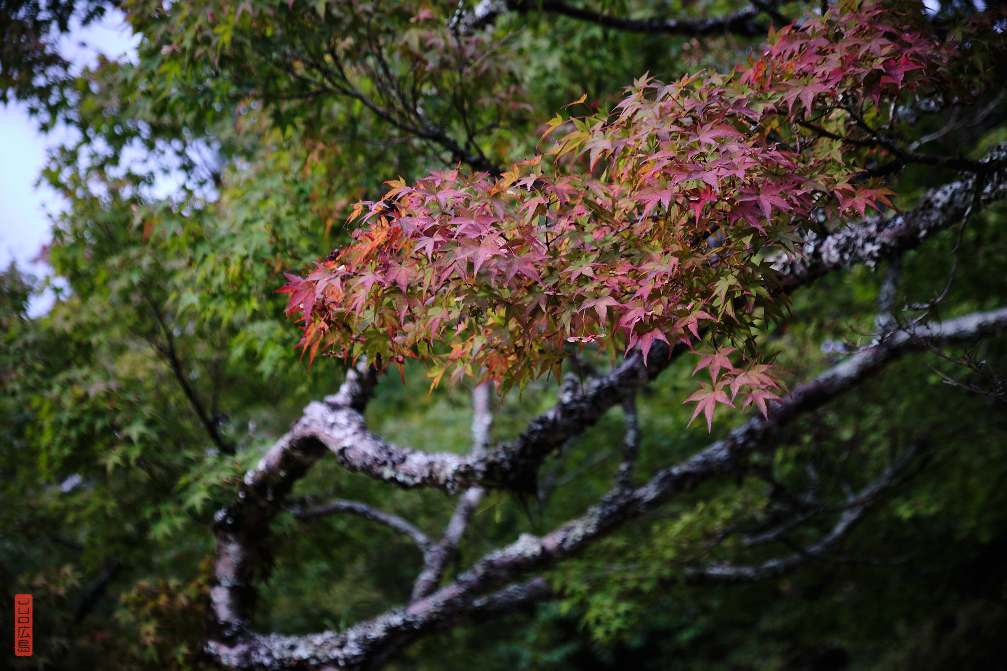 Momiji, feuilles rouges des érables, parc Momijidani, Miyajima