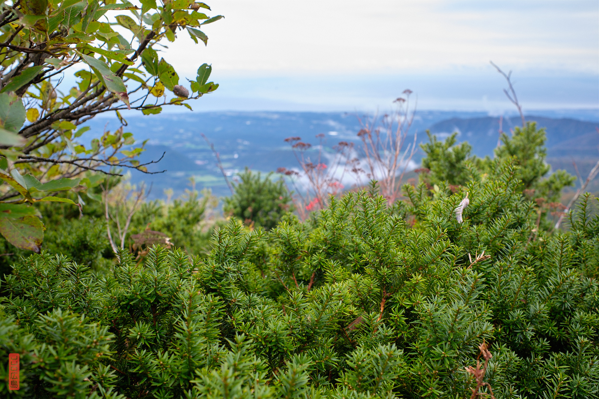 buissons de kyaraboku, Mont daisen