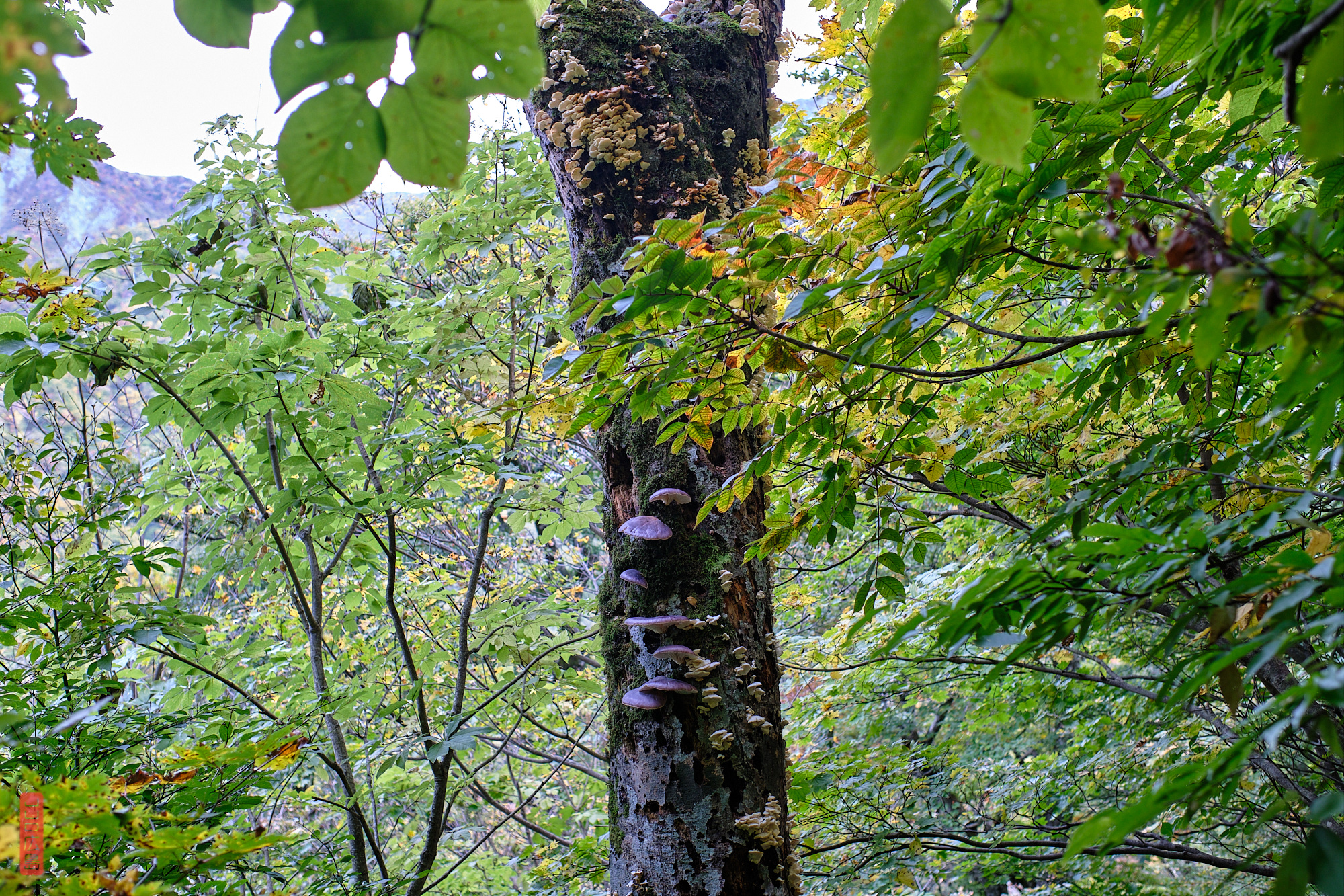 descente du mont Daisen, champignons