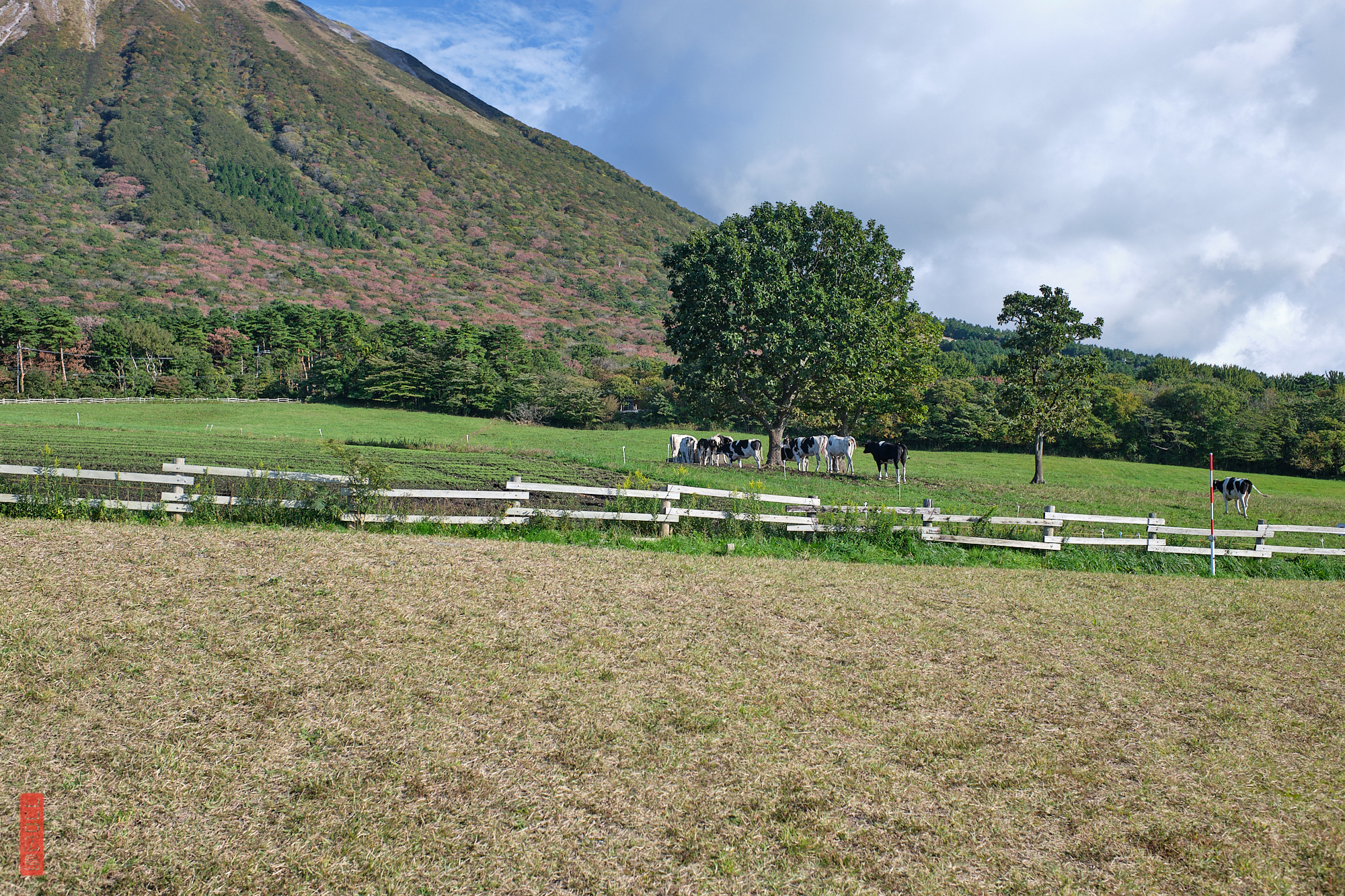 Les vaches du Mont Daisen