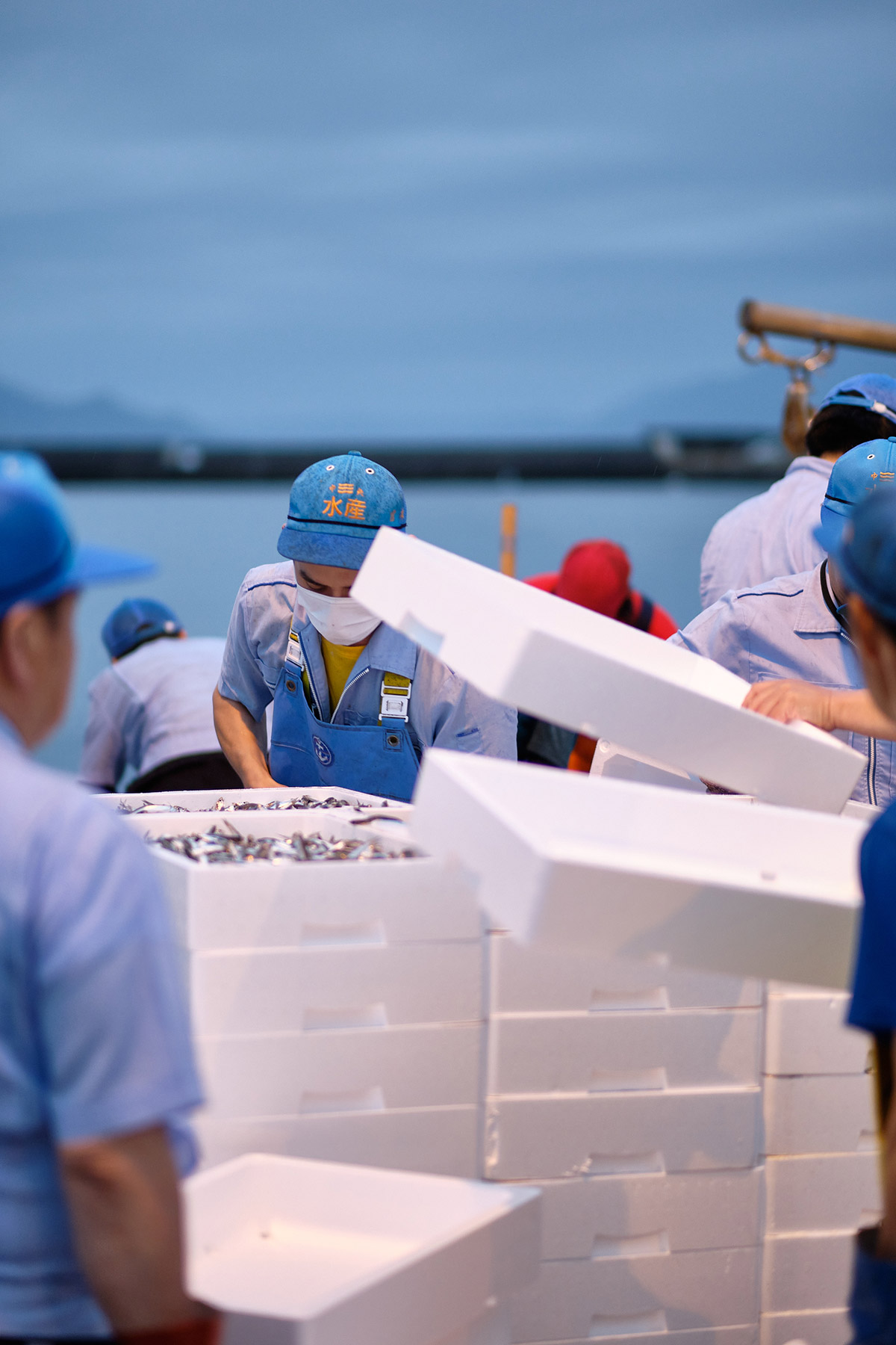 arrivage de sardines au port d'Hiroshima